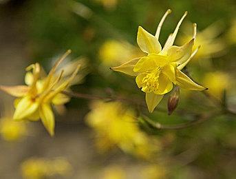 《幻想水浒传1&2高清重制版》监督希望让系列回归